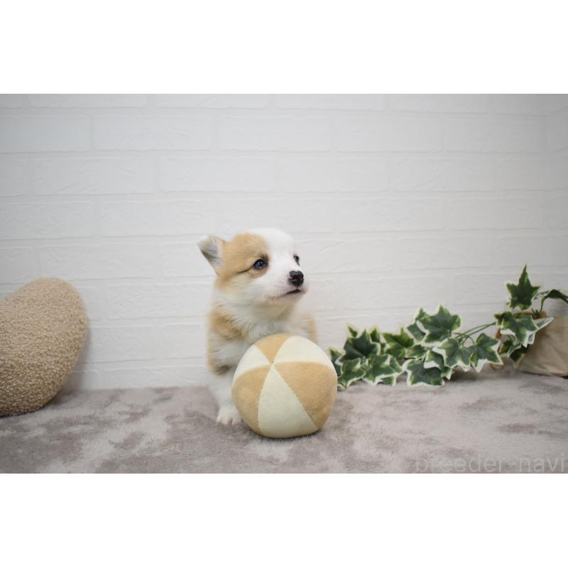 販売中の愛知県のウェルシュコーギーペンブローク-440515の18枚目