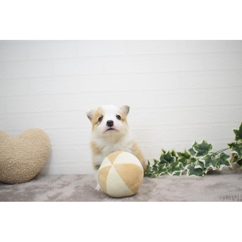 販売中の愛知県のウェルシュコーギーペンブローク-440515の17枚目