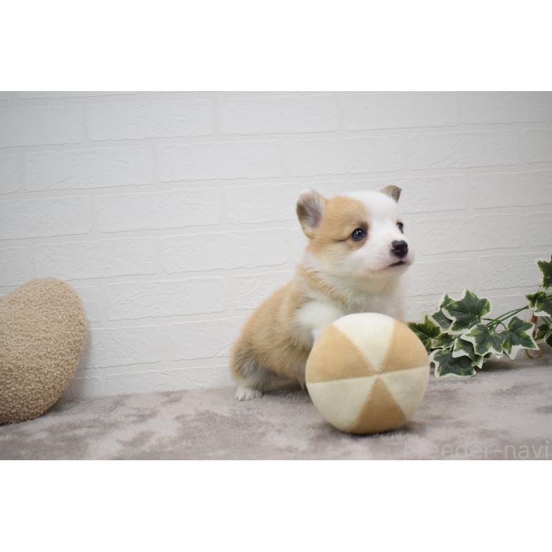 販売中の愛知県のウェルシュコーギーペンブローク-440515の16枚目