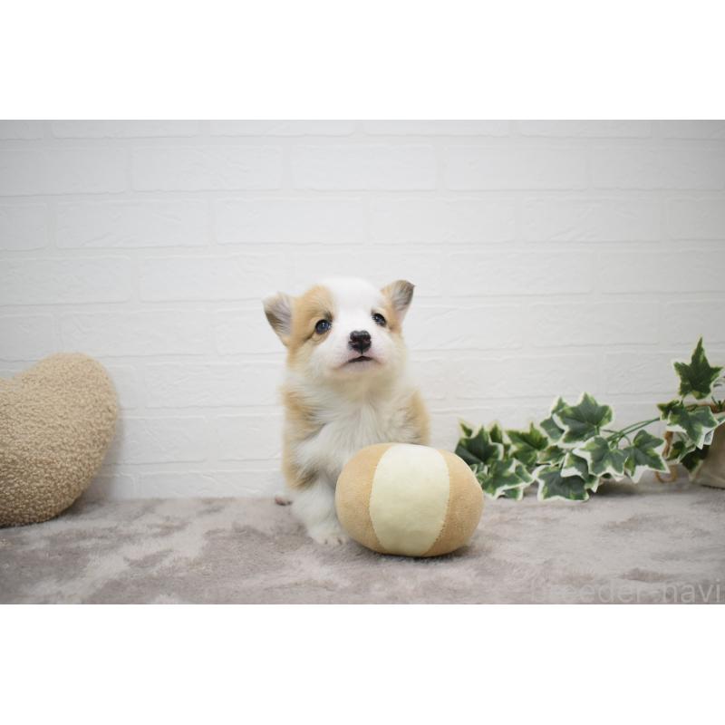 販売中の愛知県のウェルシュコーギーペンブローク-440515の14枚目