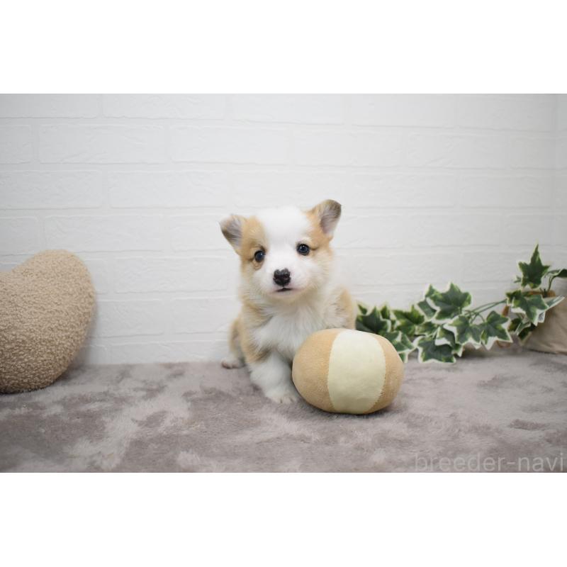 販売中の愛知県のウェルシュコーギーペンブローク-440515の13枚目