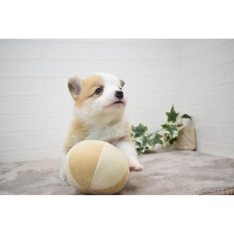 販売中の愛知県のウェルシュコーギーペンブローク-440515の12枚目