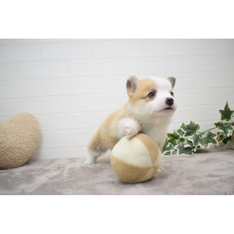 販売中の愛知県のウェルシュコーギーペンブローク-440515