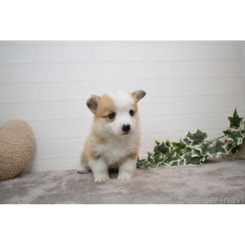 販売中の愛知県のウェルシュコーギーペンブローク-440515の11枚目