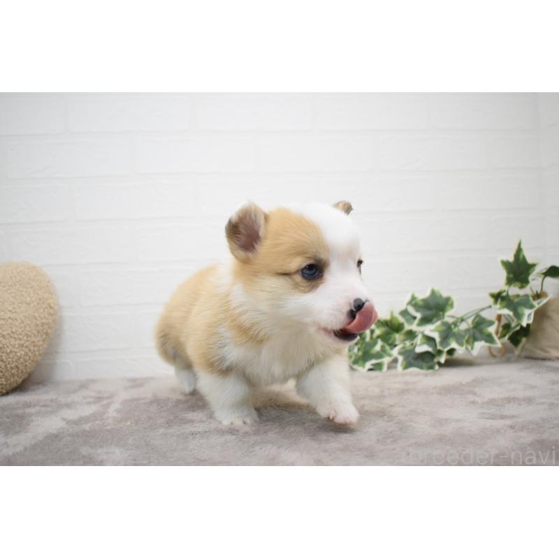 販売中の愛知県のウェルシュコーギーペンブローク-440515の10枚目