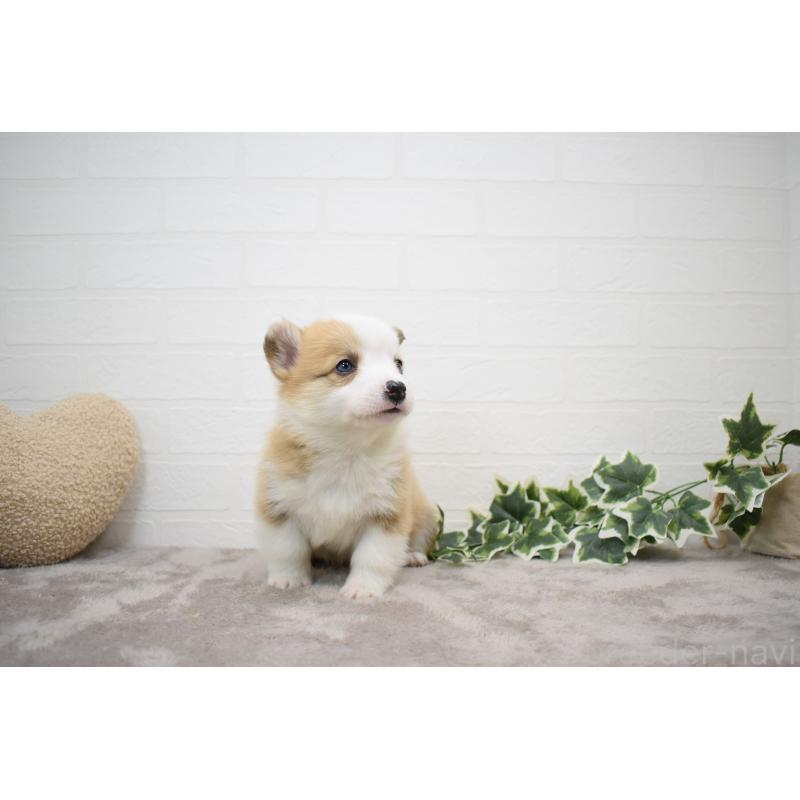 販売中の愛知県のウェルシュコーギーペンブローク-440515の9枚目