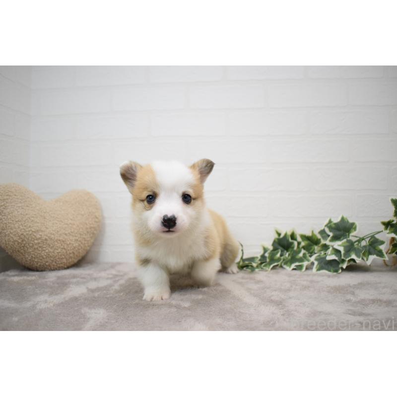 販売中の愛知県のウェルシュコーギーペンブローク-440515の8枚目