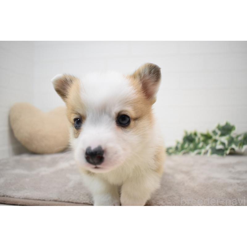 販売中の愛知県のウェルシュコーギーペンブローク-440515の7枚目