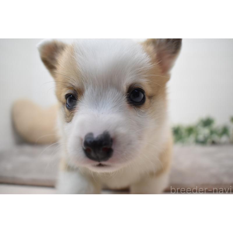 販売中の愛知県のウェルシュコーギーペンブローク-440515の6枚目