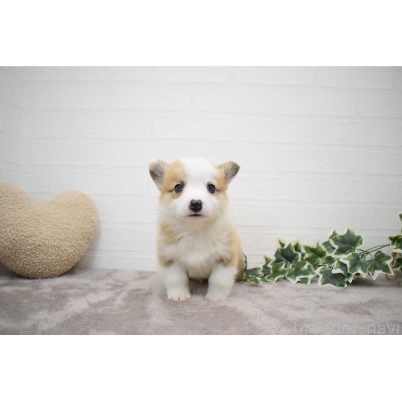 販売中の愛知県のウェルシュコーギーペンブローク-440515の5枚目