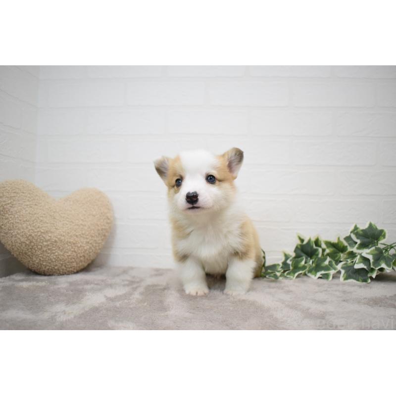 販売中の愛知県のウェルシュコーギーペンブローク-440515の4枚目