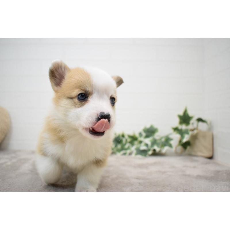 販売中の愛知県のウェルシュコーギーペンブローク-440515の3枚目