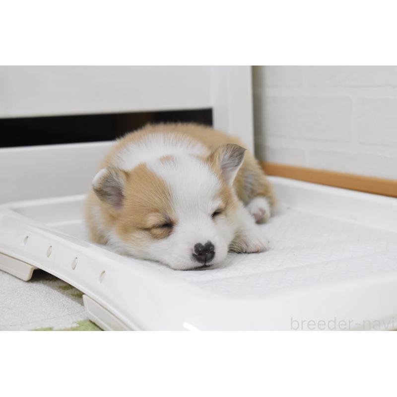 販売中の愛知県のウェルシュコーギーペンブローク-440515の2枚目