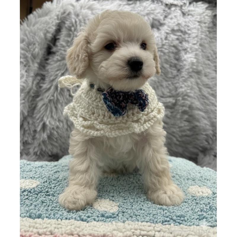 販売中の東京都のタイニープードル-433974の7枚目