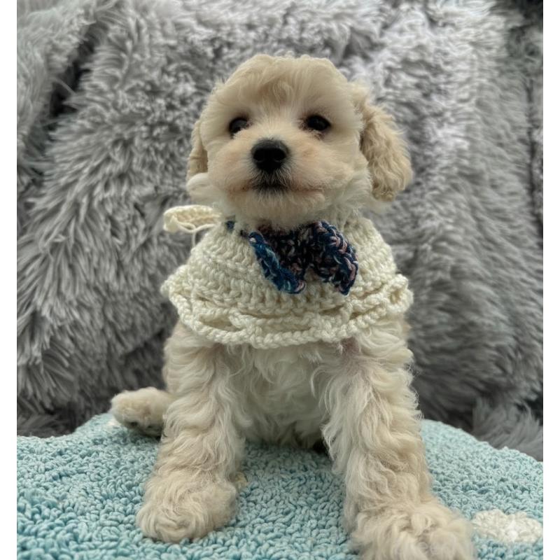 販売中の東京都のタイニープードル-433974の6枚目