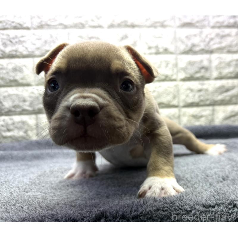 販売中の茨城県のアメリカンブリー-440512の5枚目