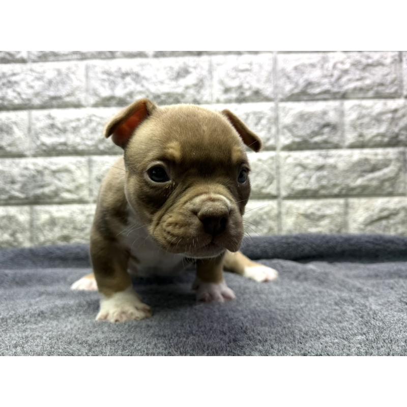 販売中の茨城県のアメリカンブリー-440512の4枚目