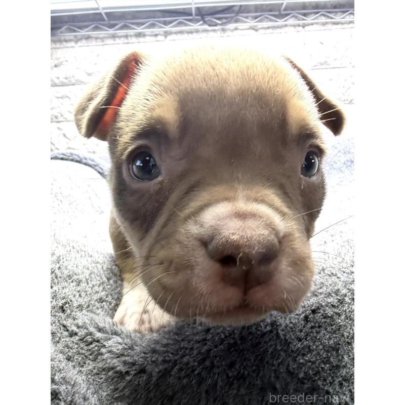 販売中の茨城県のアメリカンブリー-440512の3枚目