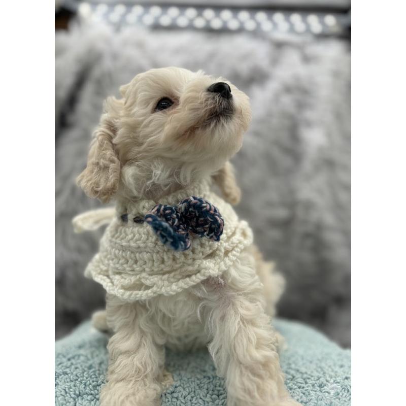 販売中の東京都のタイニープードル-433974の5枚目