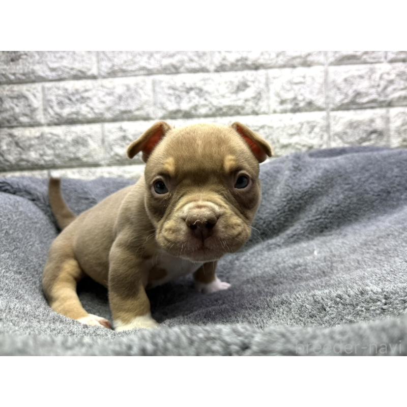 販売中の茨城県のアメリカンブリー-440512