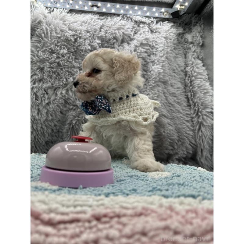 販売中の東京都のタイニープードル-433974の4枚目