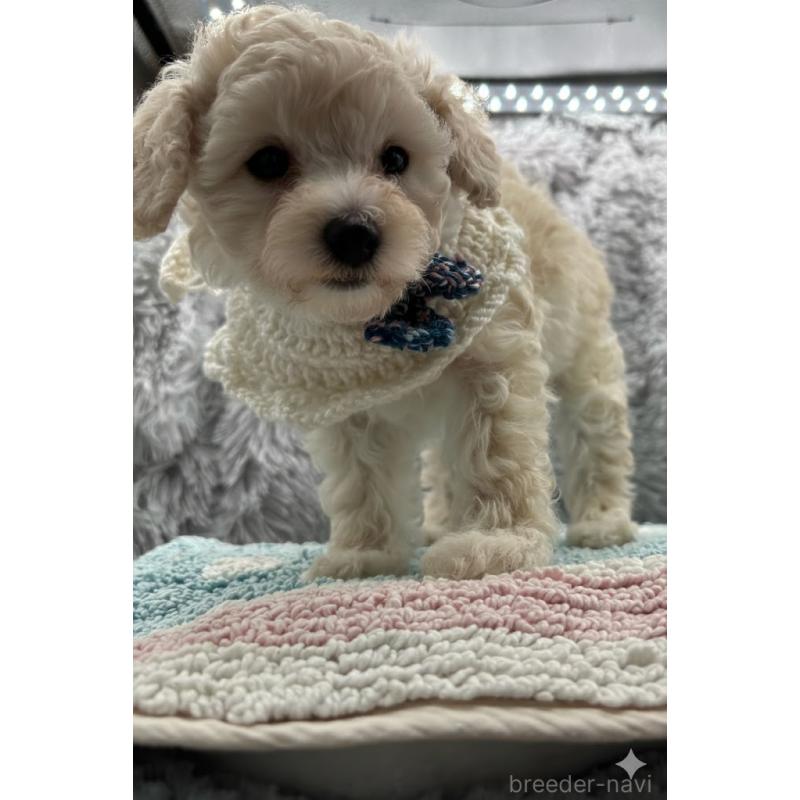 販売中の東京都のタイニープードル-433974の3枚目