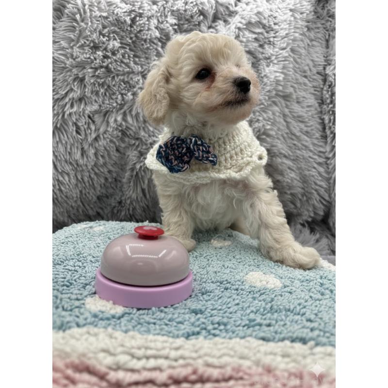 販売中の東京都のタイニープードル-433974の2枚目