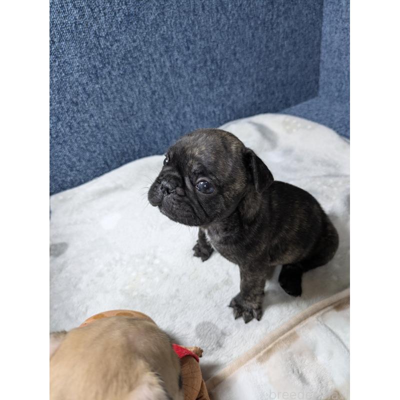 販売中の広島県のフレンチブルドッグ-440524の10枚目