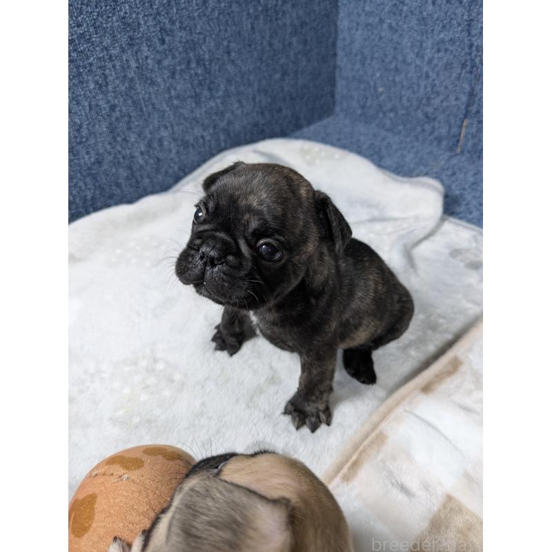 販売中の広島県のフレンチブルドッグ-440524の9枚目