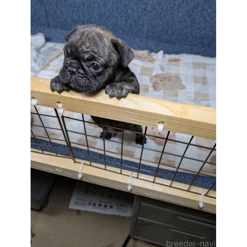 販売中の広島県のフレンチブルドッグ-440524の7枚目