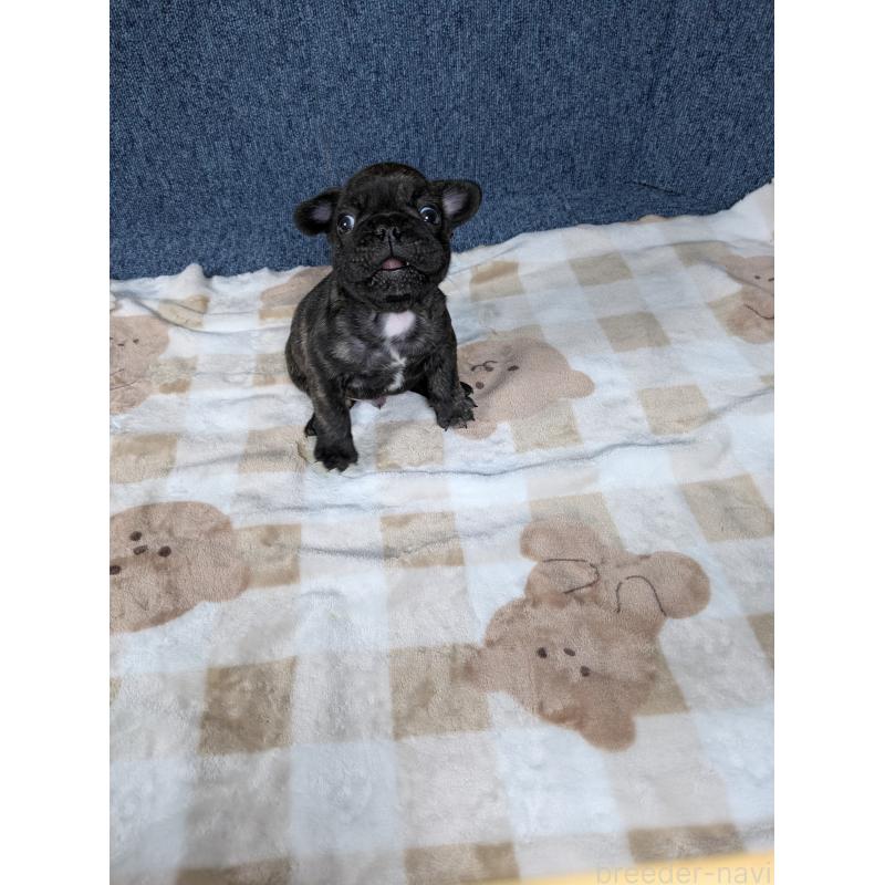 販売中の広島県のフレンチブルドッグ-440524の6枚目