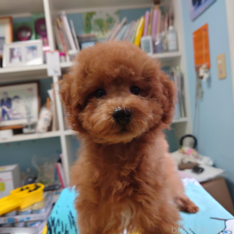 販売中の福岡県のトイプードル-440491の5枚目