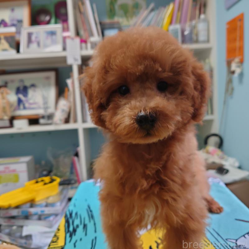 販売中の福岡県のトイプードル-440491の4枚目