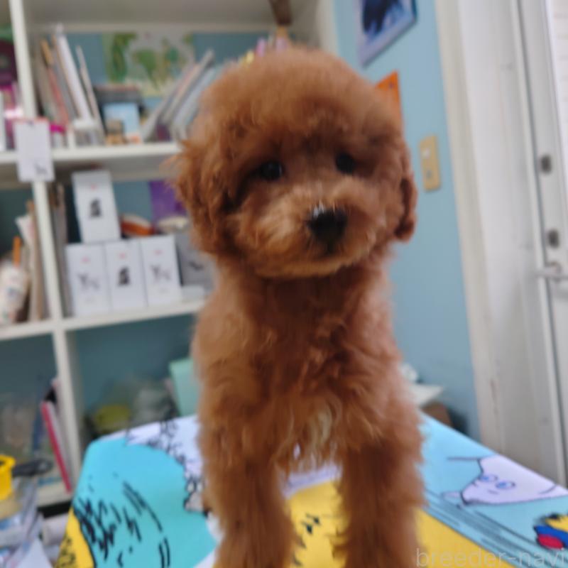 販売中の福岡県のトイプードル-440491の3枚目