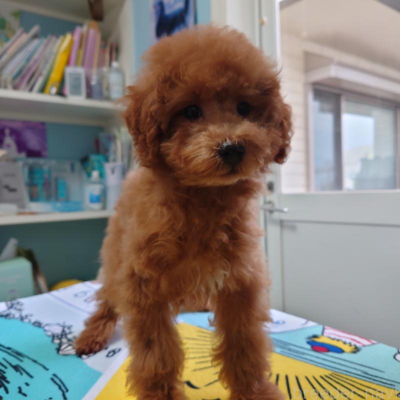 販売中の福岡県のトイプードル-440491の2枚目