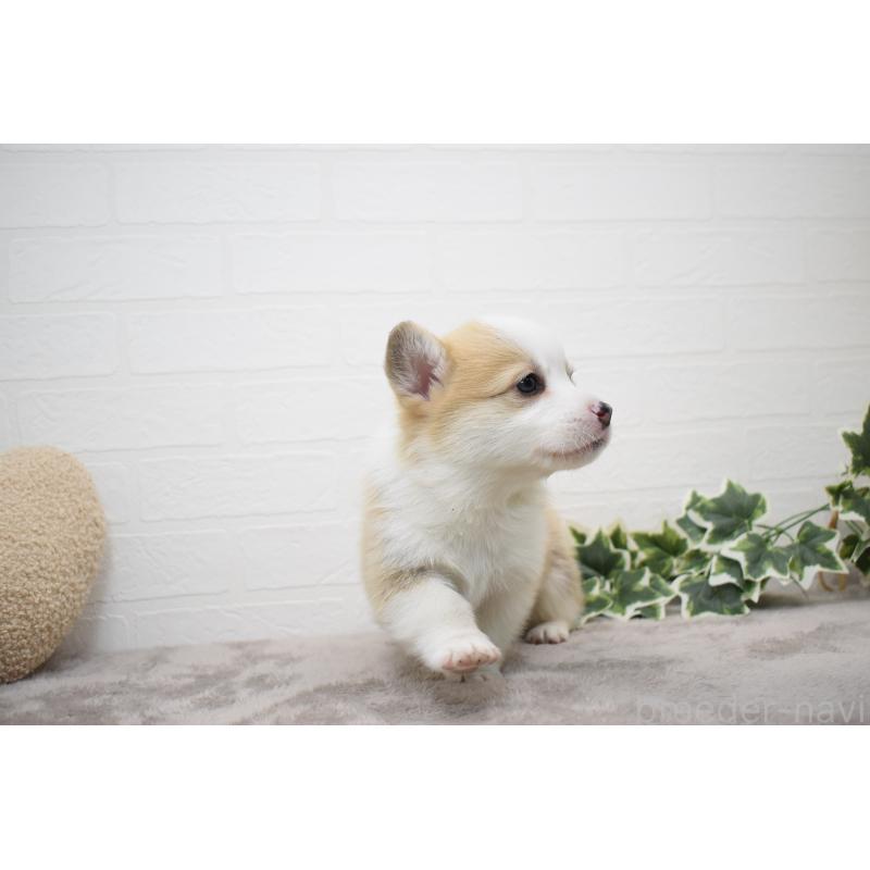 販売中の愛知県のウェルシュコーギーペンブローク-440526の25枚目