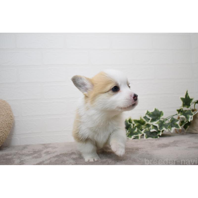 販売中の愛知県のウェルシュコーギーペンブローク-440526の24枚目