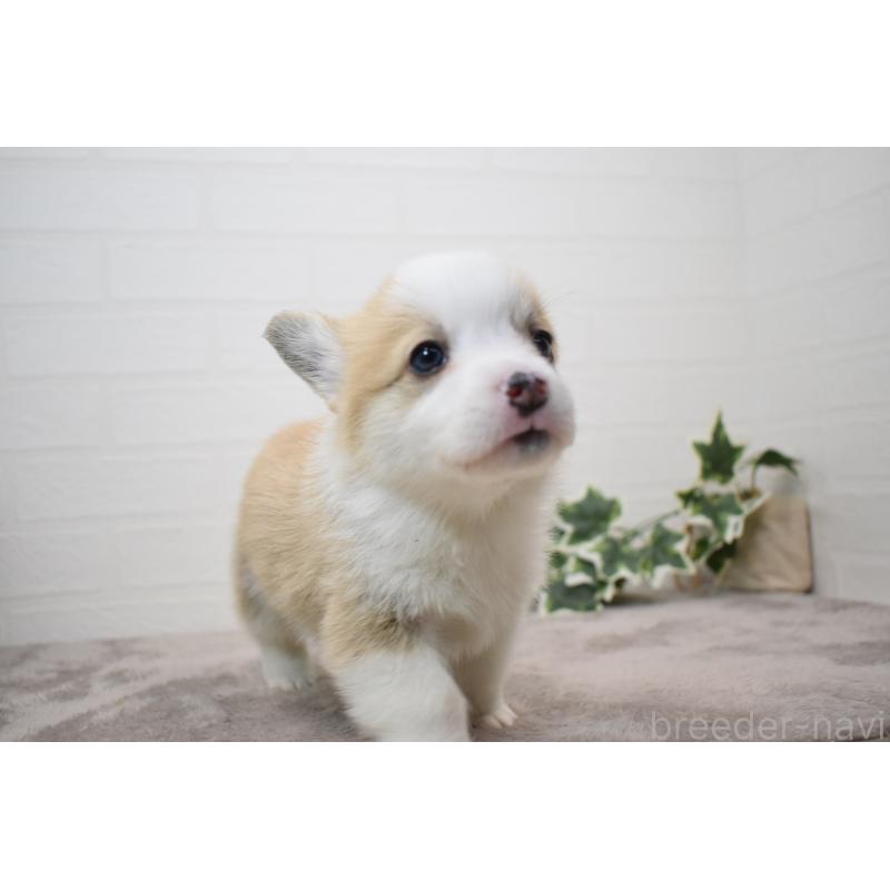 販売中の愛知県のウェルシュコーギーペンブローク-440526の23枚目