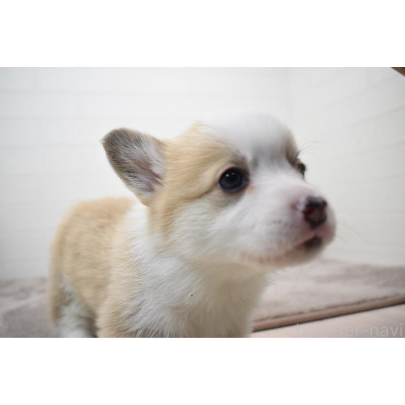 販売中の愛知県のウェルシュコーギーペンブローク-440526の22枚目