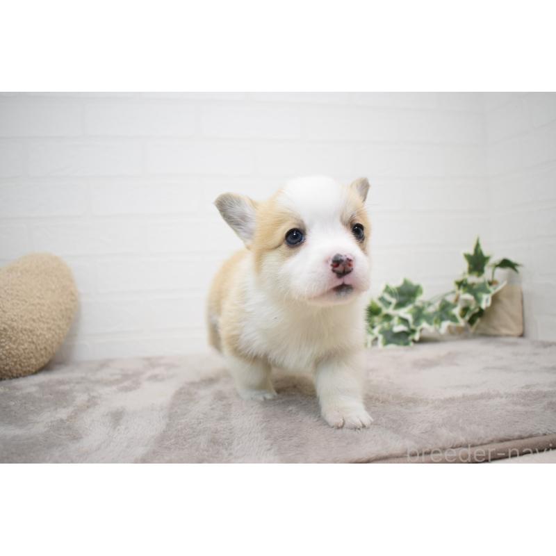 販売中の愛知県のウェルシュコーギーペンブローク-440526の21枚目