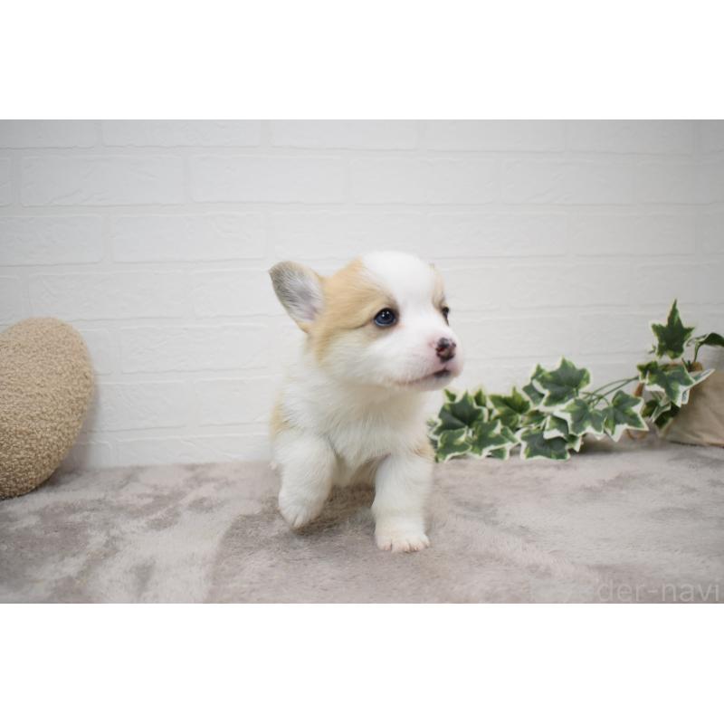 販売中の愛知県のウェルシュコーギーペンブローク-440526の20枚目