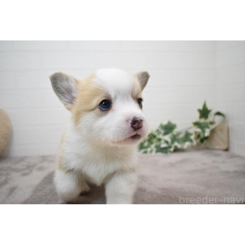 販売中の愛知県のウェルシュコーギーペンブローク-440526