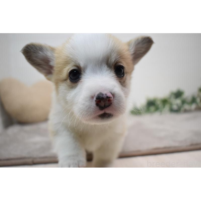 販売中の愛知県のウェルシュコーギーペンブローク-440526の19枚目