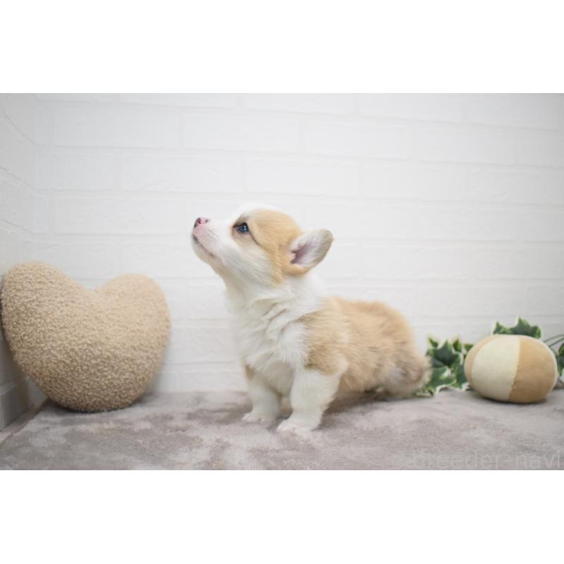 販売中の愛知県のウェルシュコーギーペンブローク-440526の18枚目