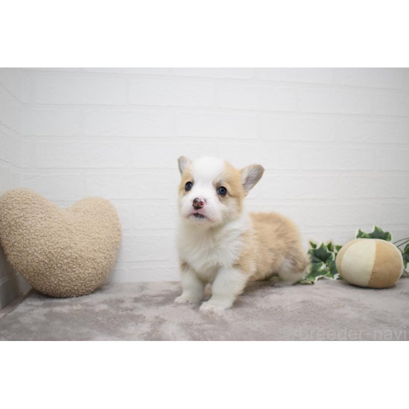 販売中の愛知県のウェルシュコーギーペンブローク-440526の17枚目