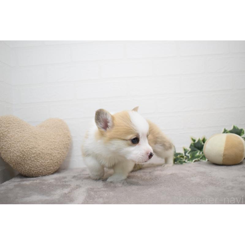 販売中の愛知県のウェルシュコーギーペンブローク-440526の16枚目