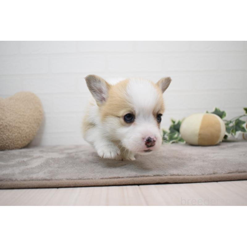 販売中の愛知県のウェルシュコーギーペンブローク-440526の15枚目