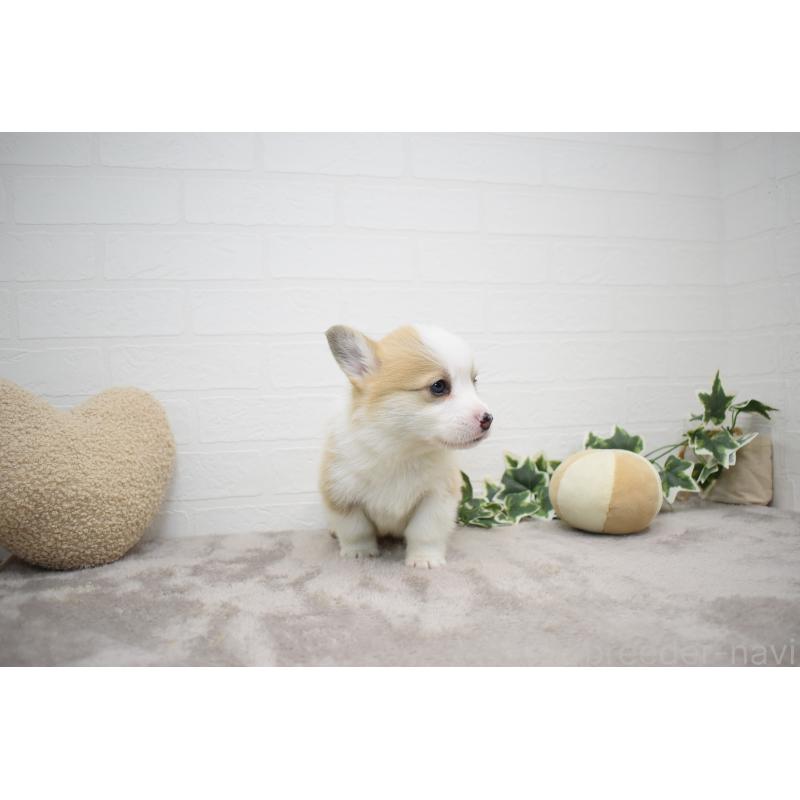 販売中の愛知県のウェルシュコーギーペンブローク-440526の14枚目