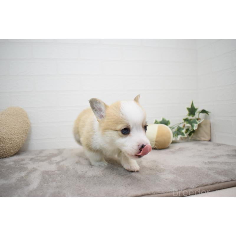 販売中の愛知県のウェルシュコーギーペンブローク-440526の13枚目