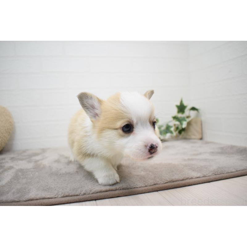 販売中の愛知県のウェルシュコーギーペンブローク-440526の12枚目